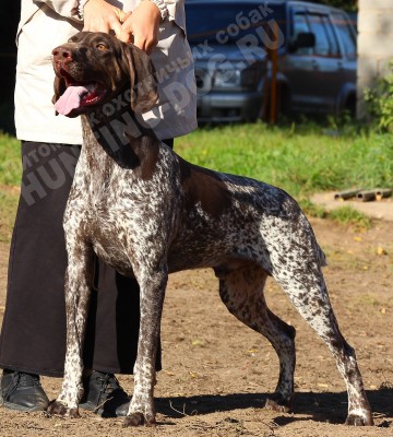 ОХОТЭСТЕТ АДЛЕР (ADLER)